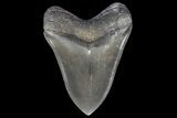 Serrated, Megalodon Tooth - Beautiful Enamel #69763-2